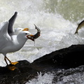 Seagull hunts Pearl Mullet in Lake Van, Turkey